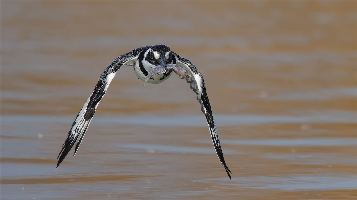 Pied Kingfisher