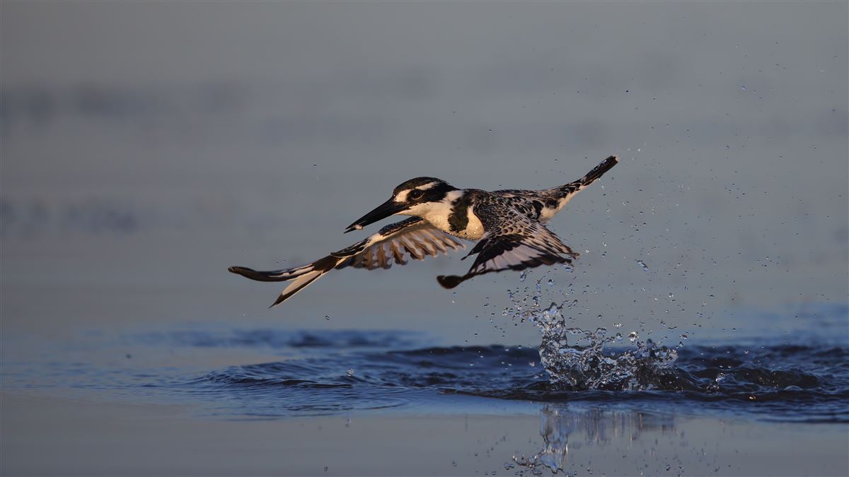 Pied Kingfisher