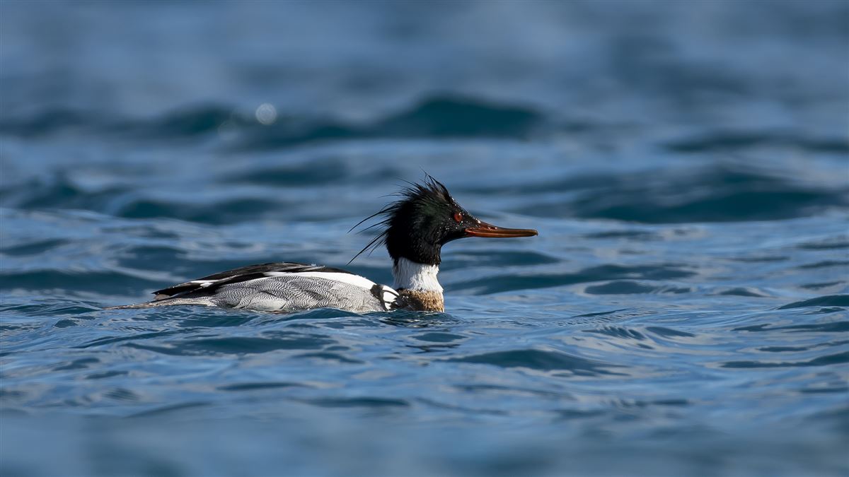 Red-breasted Merganser