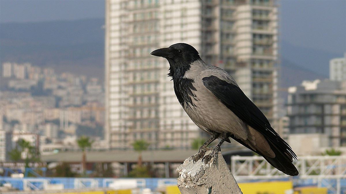 Leş Kargası