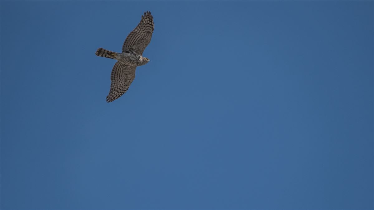 Eurasian Sparrowhawk