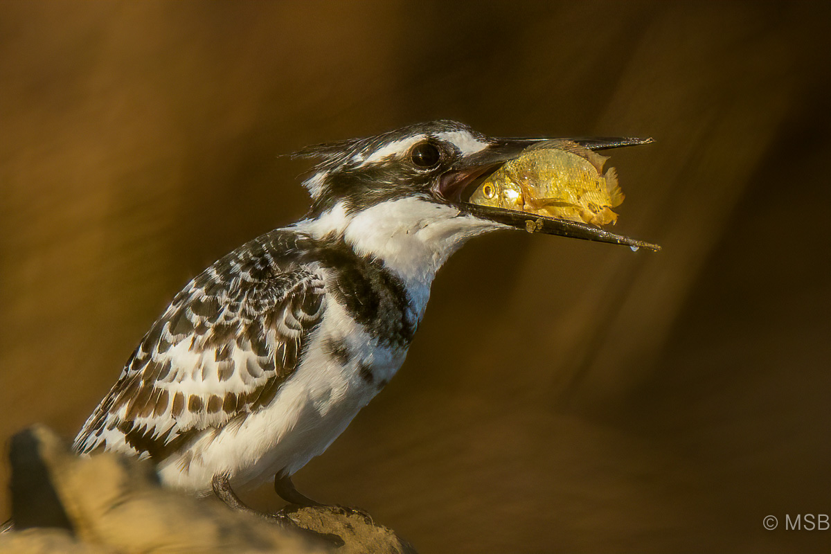 Pied Kingfisher
