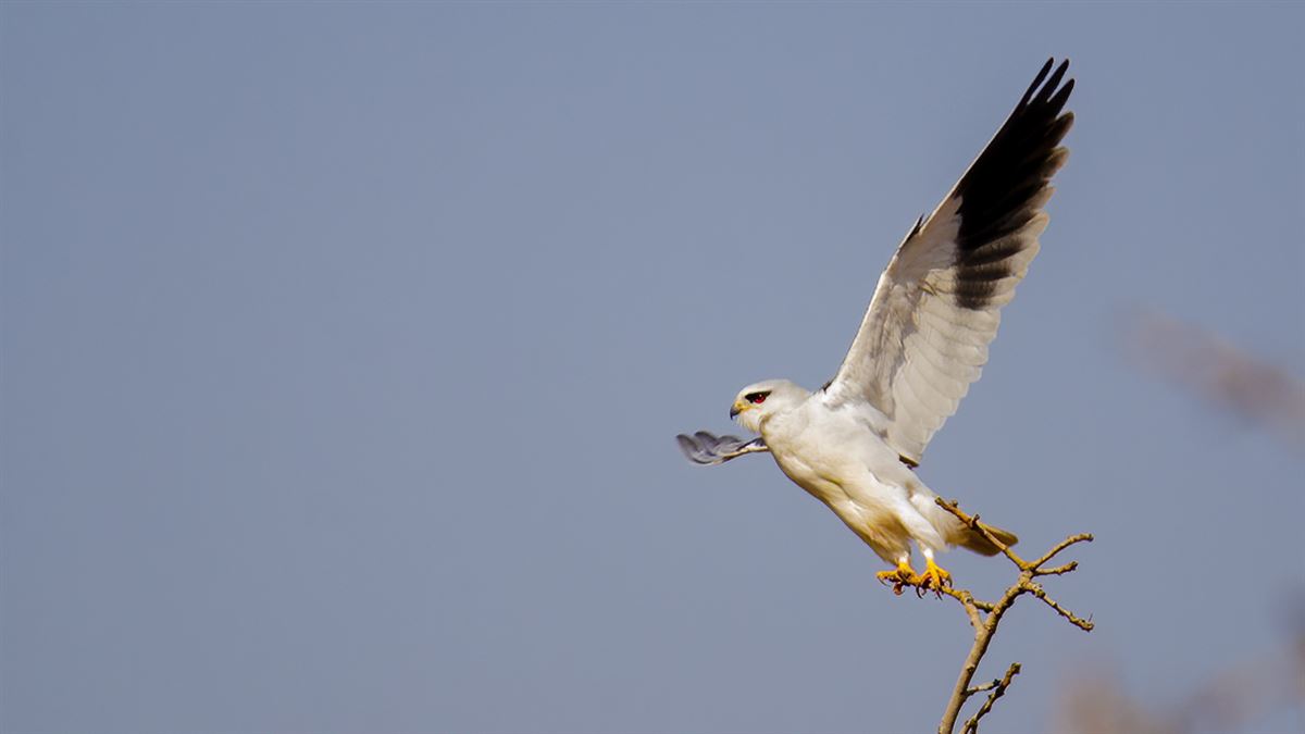 Black-winged Kite