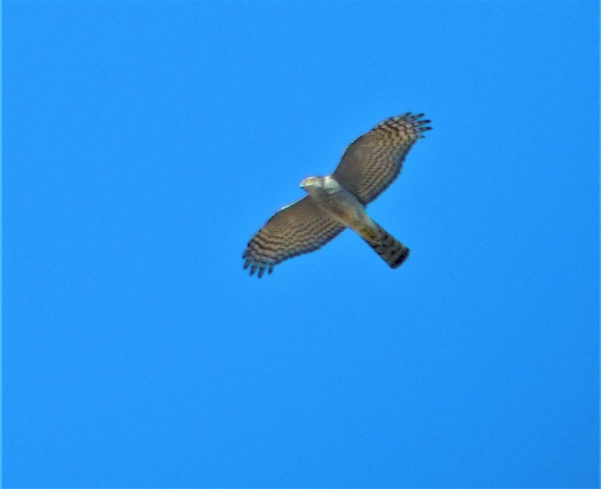 Eurasian Sparrowhawk