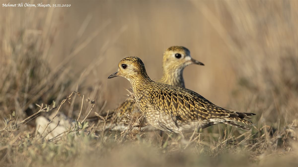 European Golden Plover