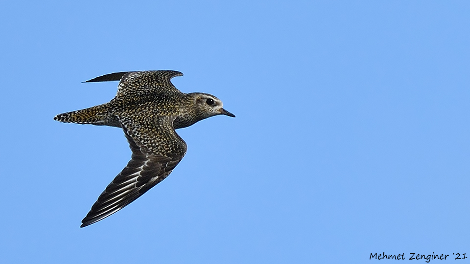 European Golden Plover