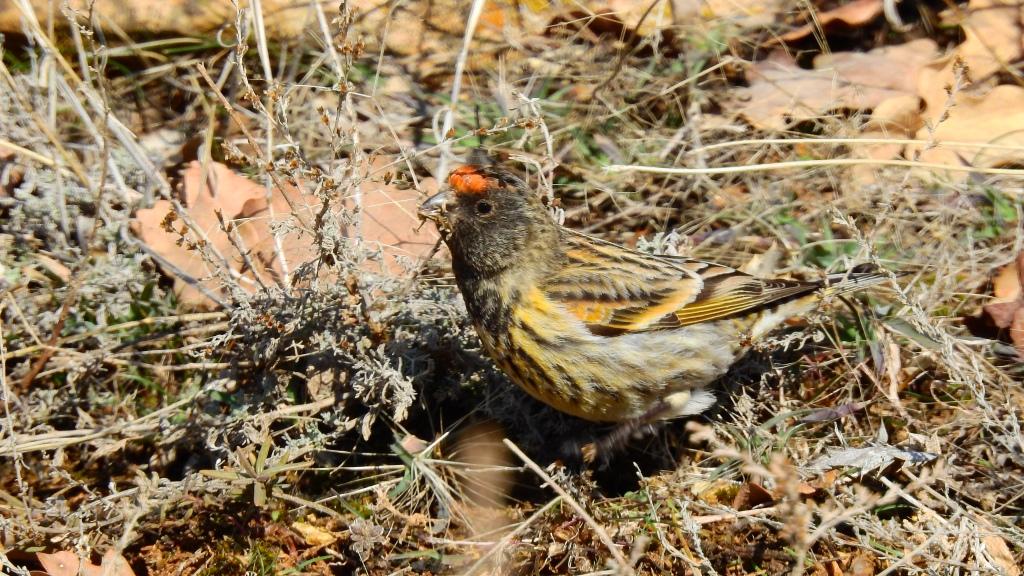 Red-fronted Serin