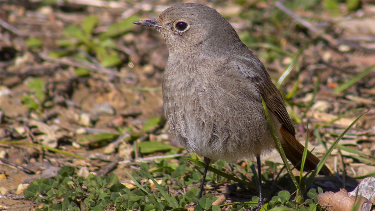 Black Redstart