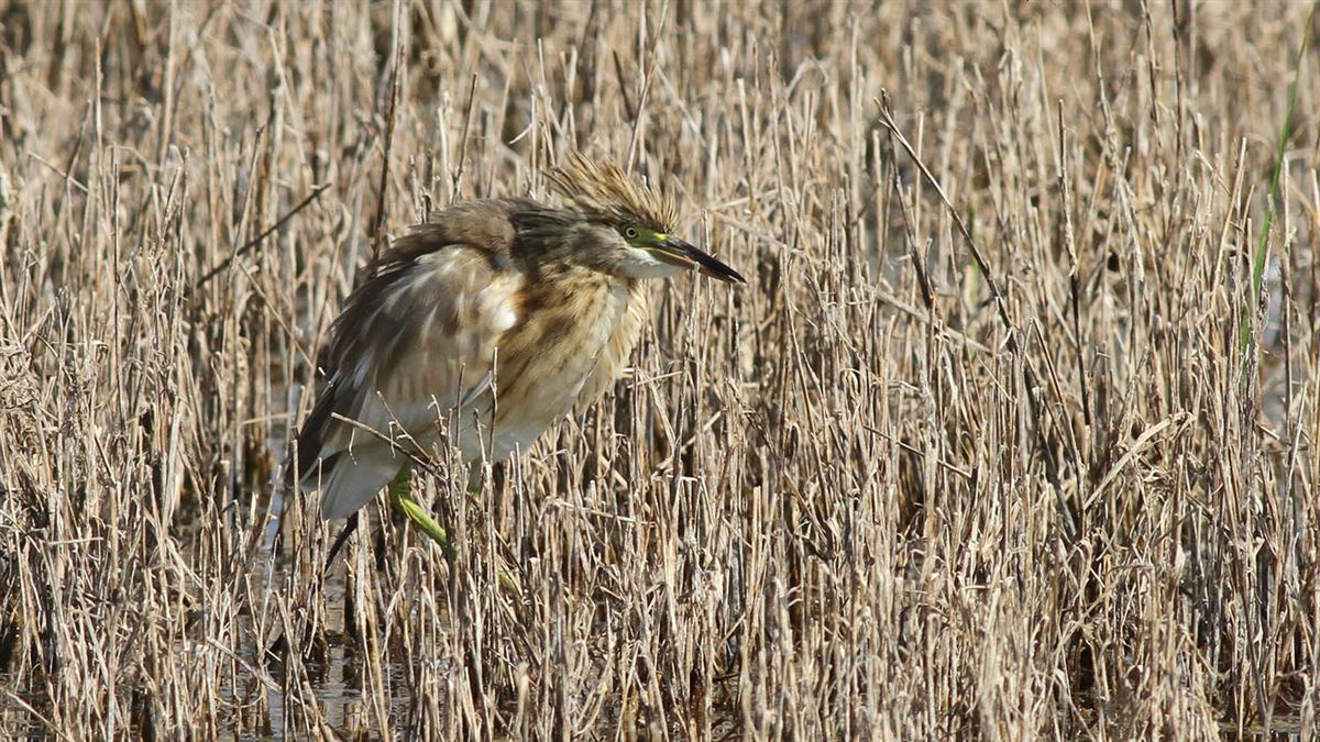 Squacco Heron