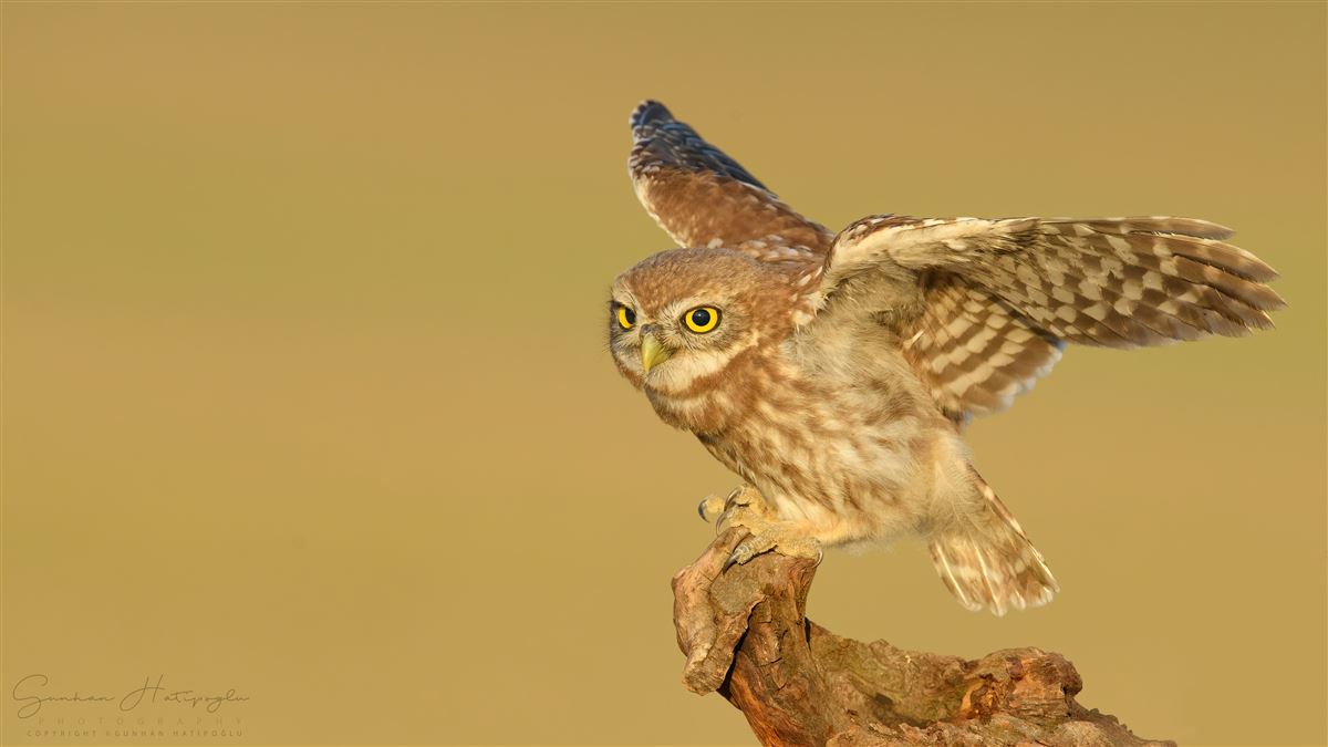 Little Owl
