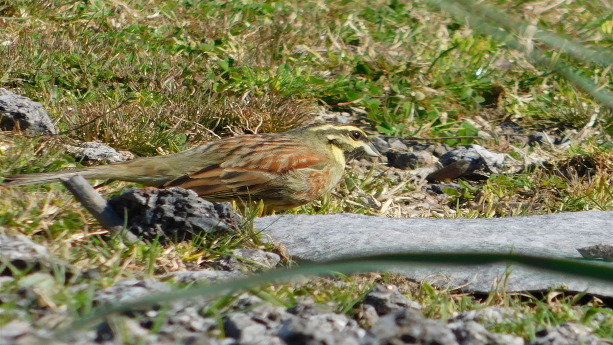 Cirl Bunting