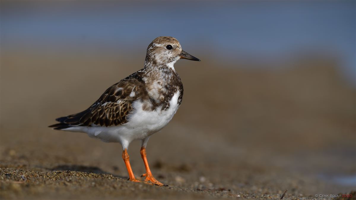 Ruddy Turnstone
