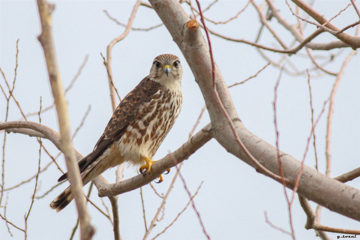 Merlin