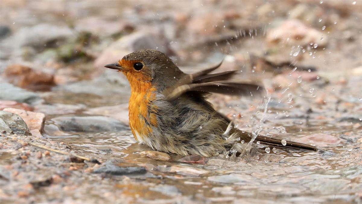 European Robin