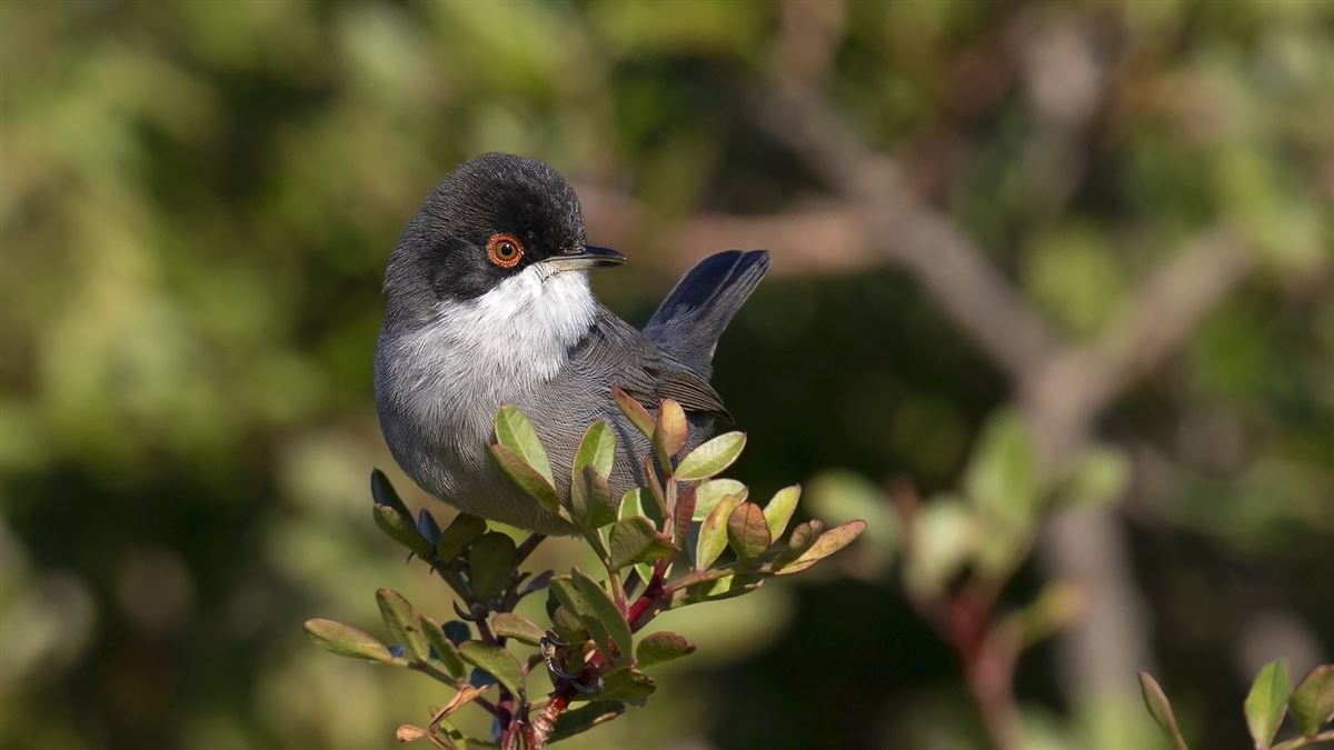 Sardinian Warbler