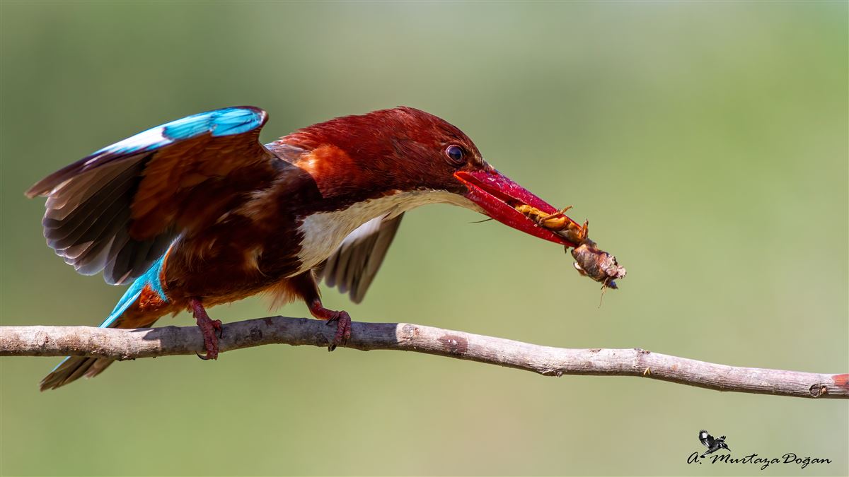 White-throated Kingfisher