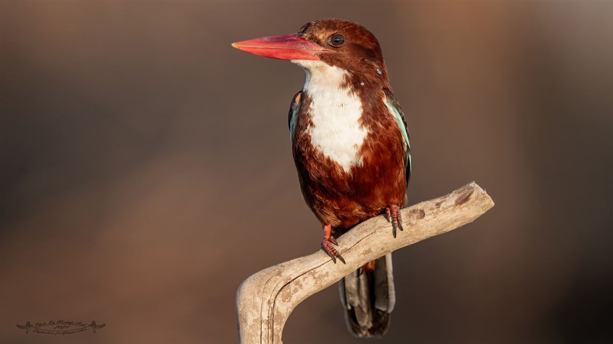 White-throated Kingfisher