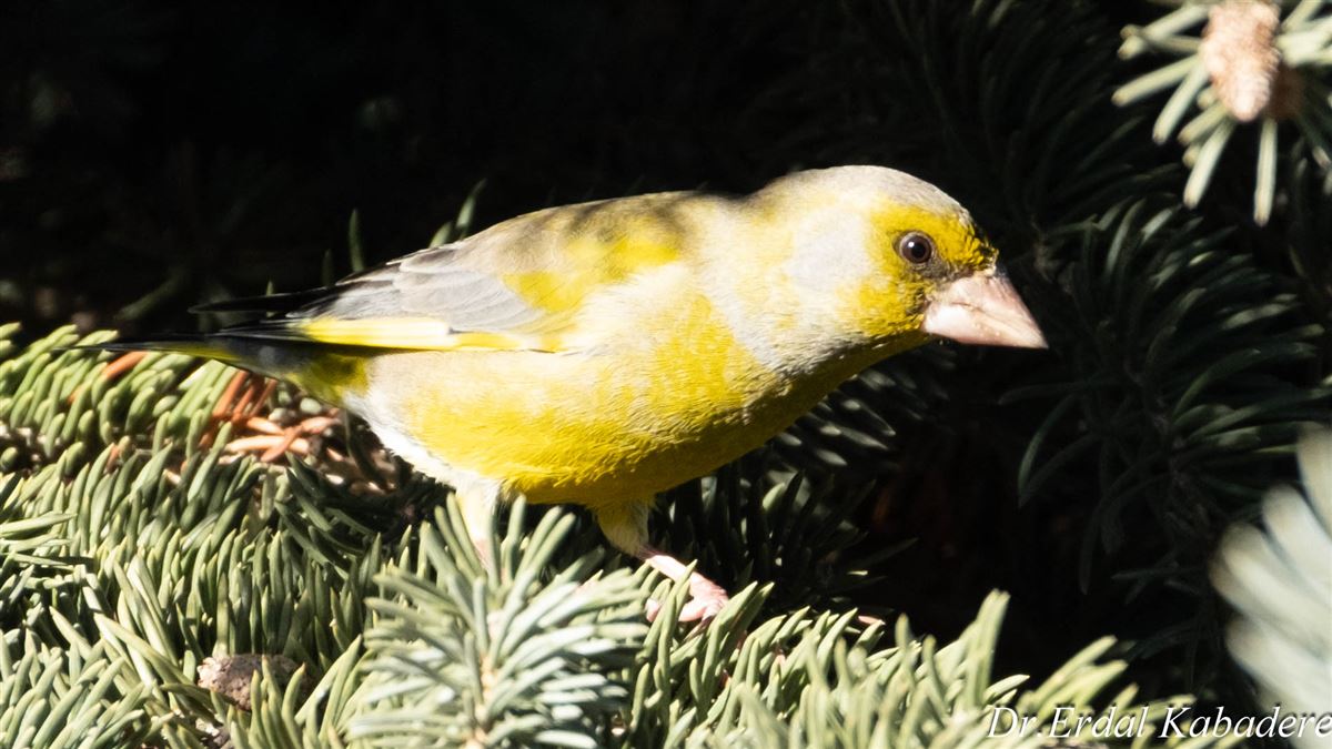 European Greenfinch