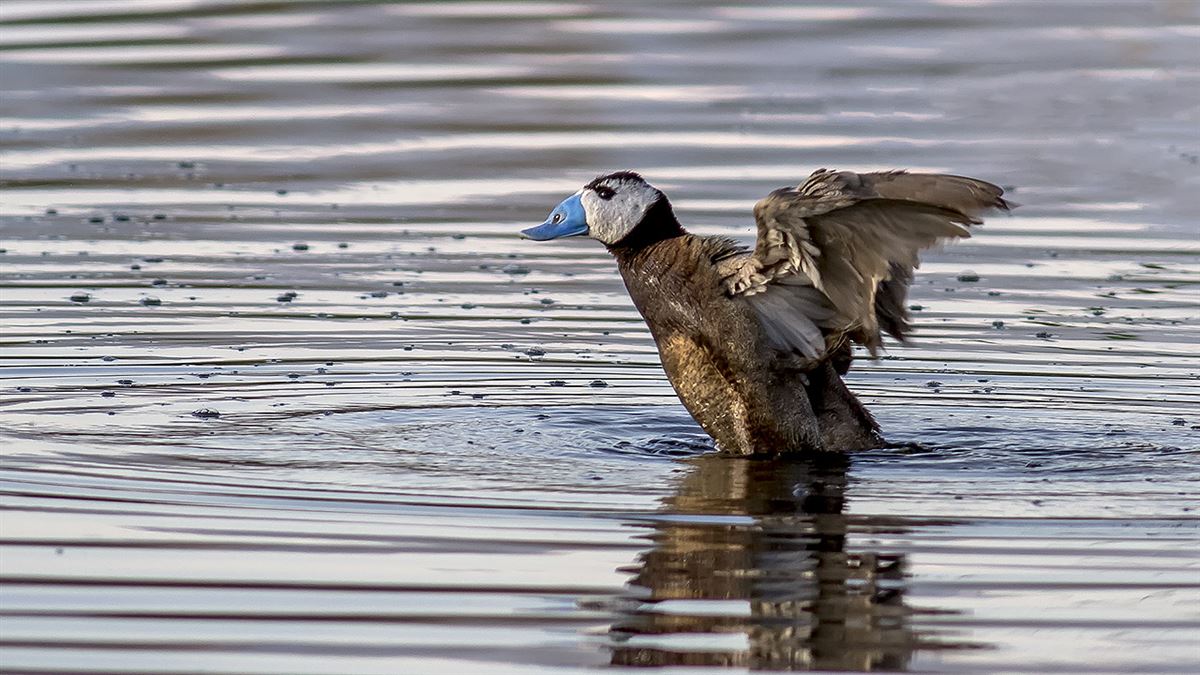 White-headed Duck