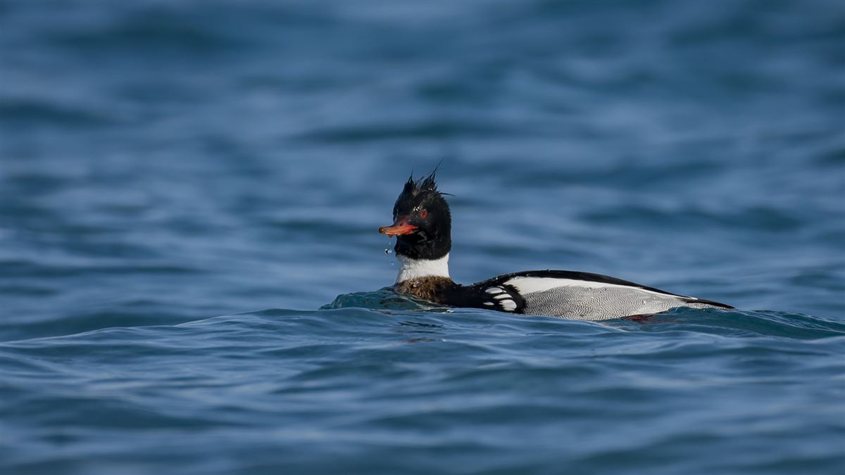 Red-breasted Merganser