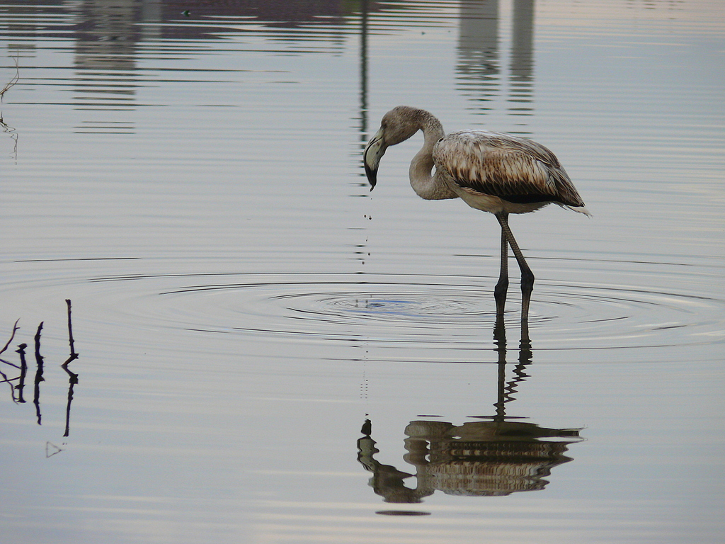 Greater Flamingo