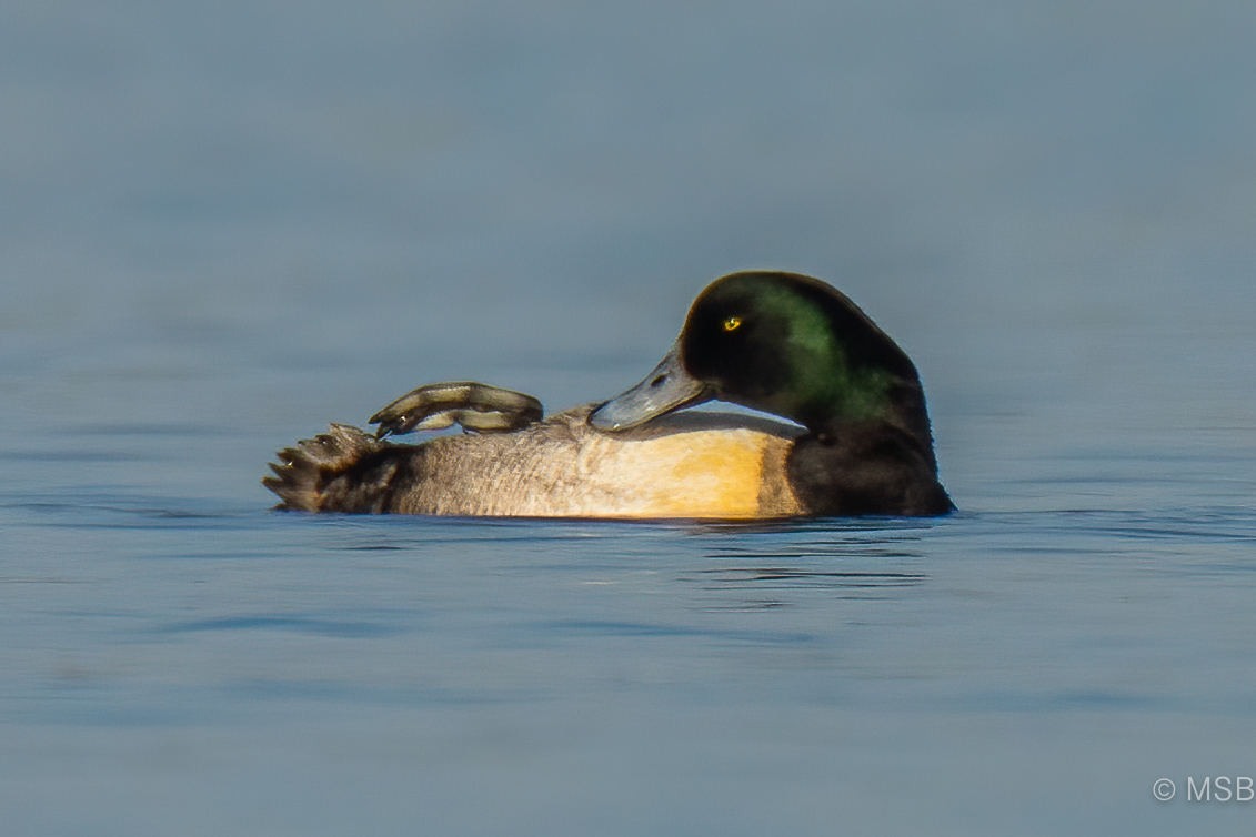 Greater Scaup