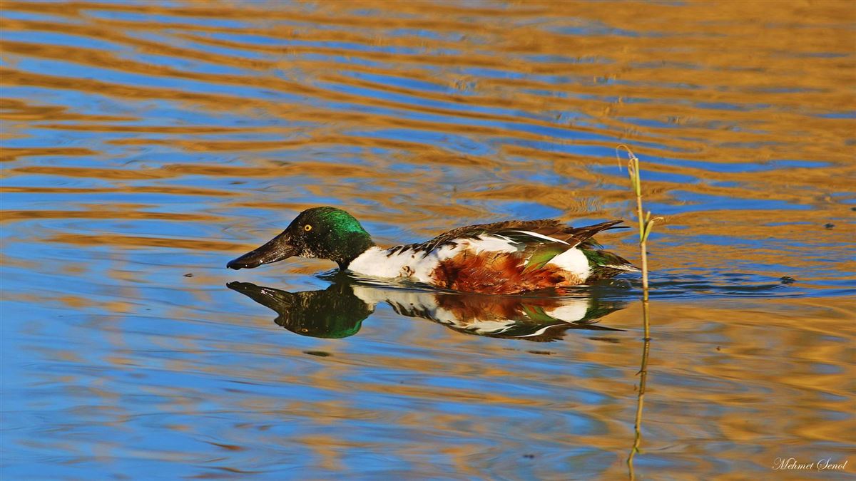 Northern Shoveler