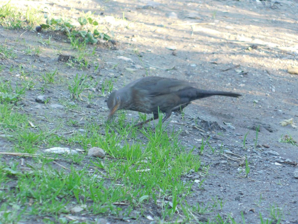 Common Blackbird