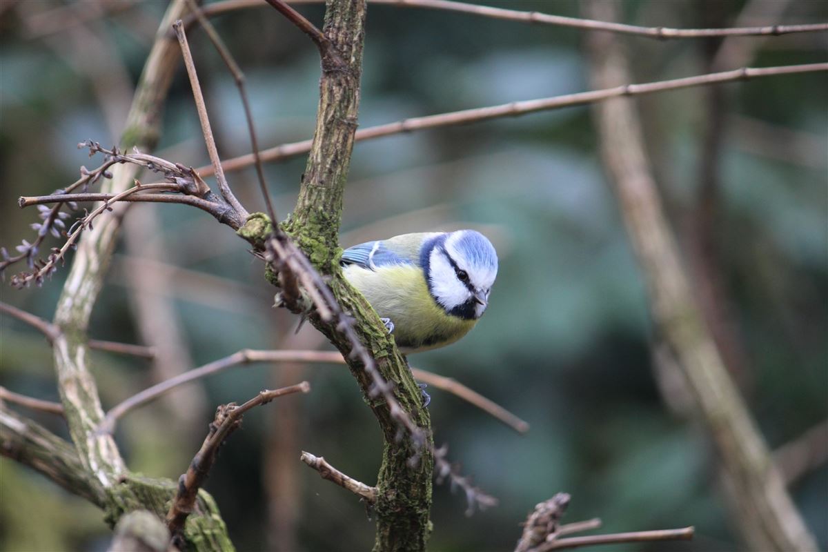 Eurasian Blue Tit