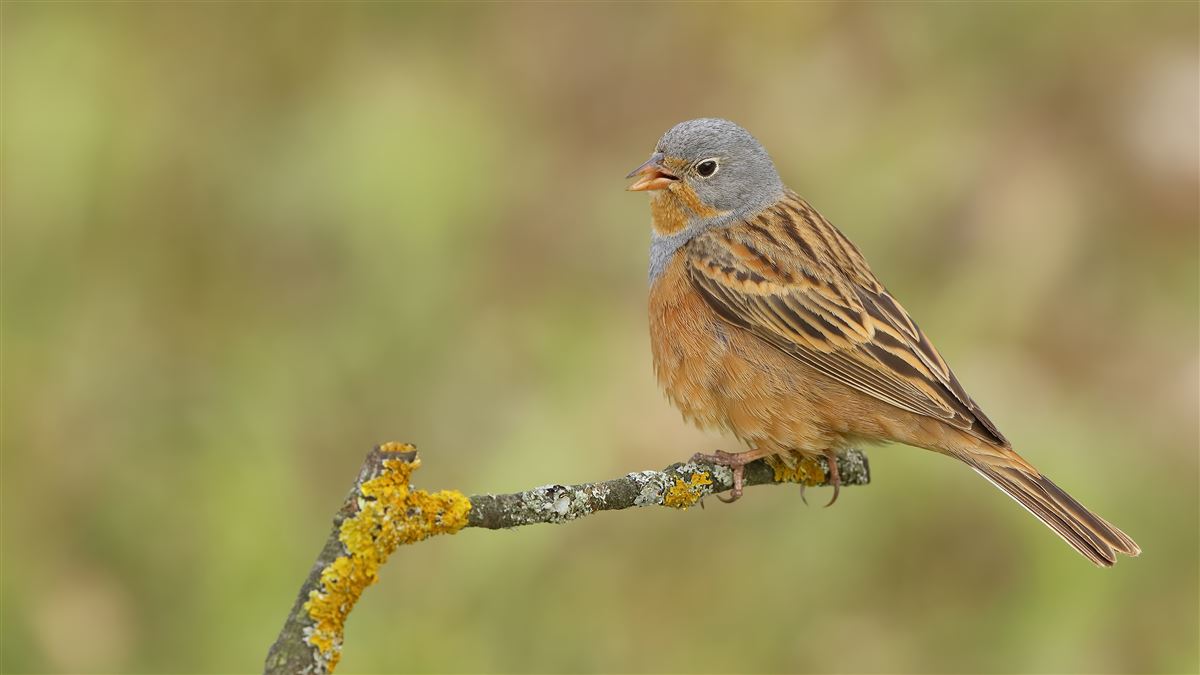 Cretzschmar`s Bunting