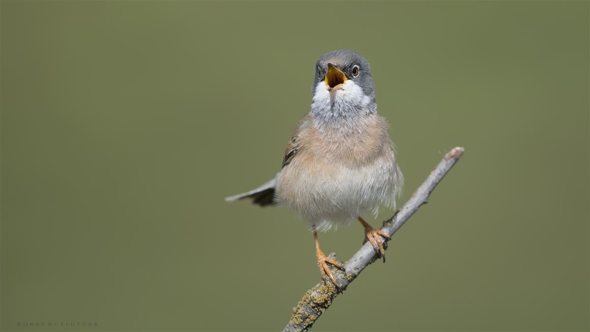 Spectacled Warbler