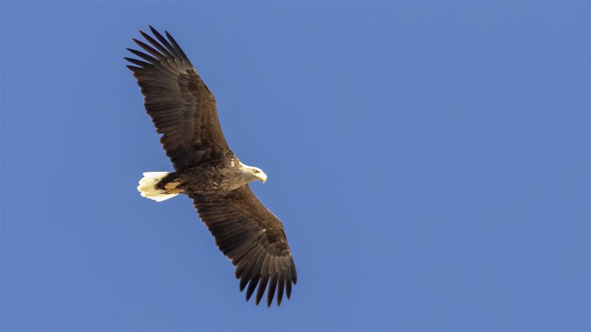 White-tailed Eagle