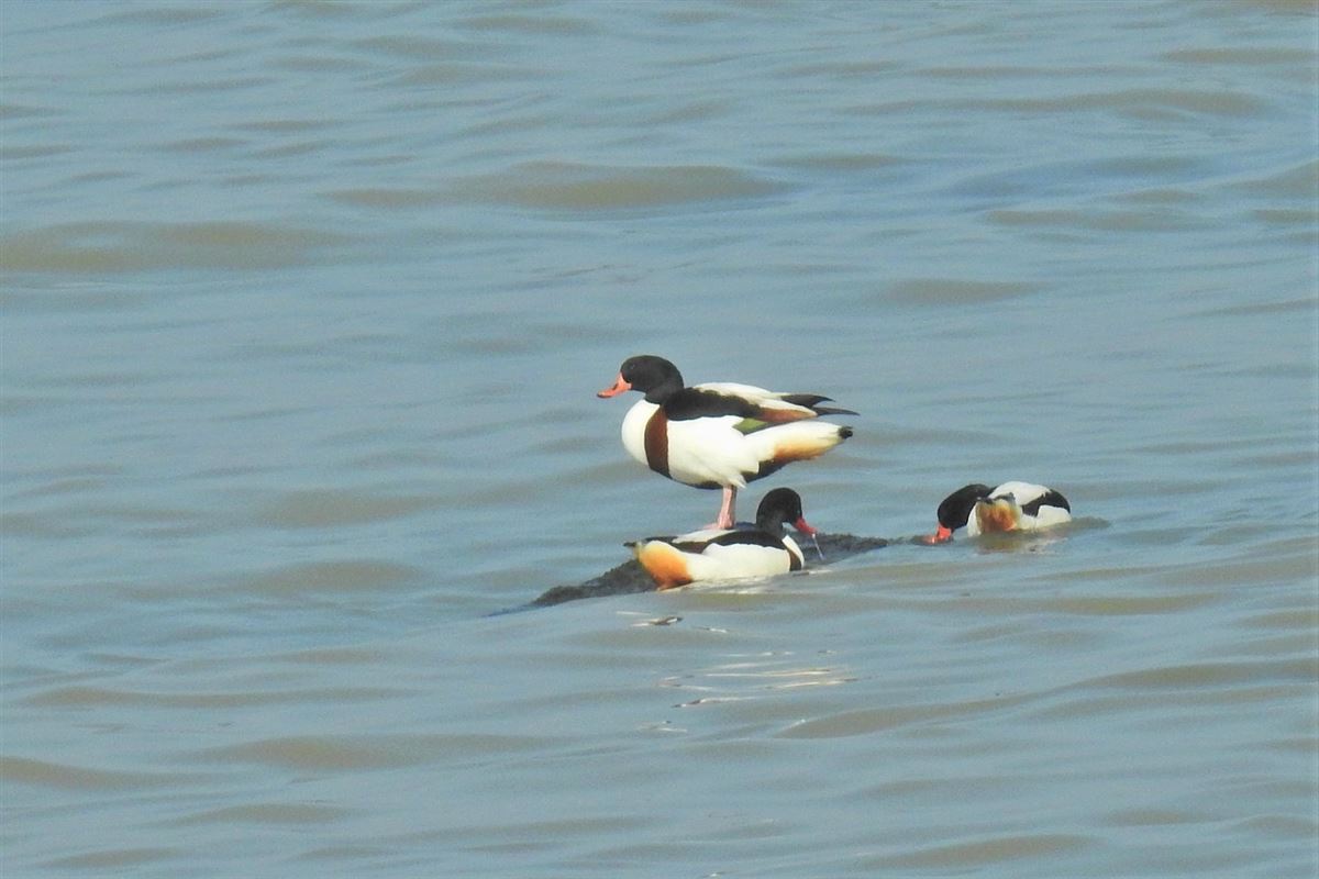 Common Shelduck