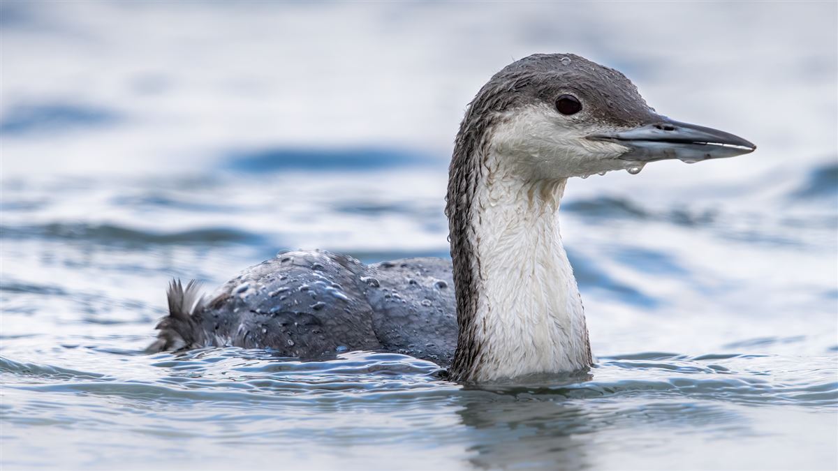 Black-throated Loon