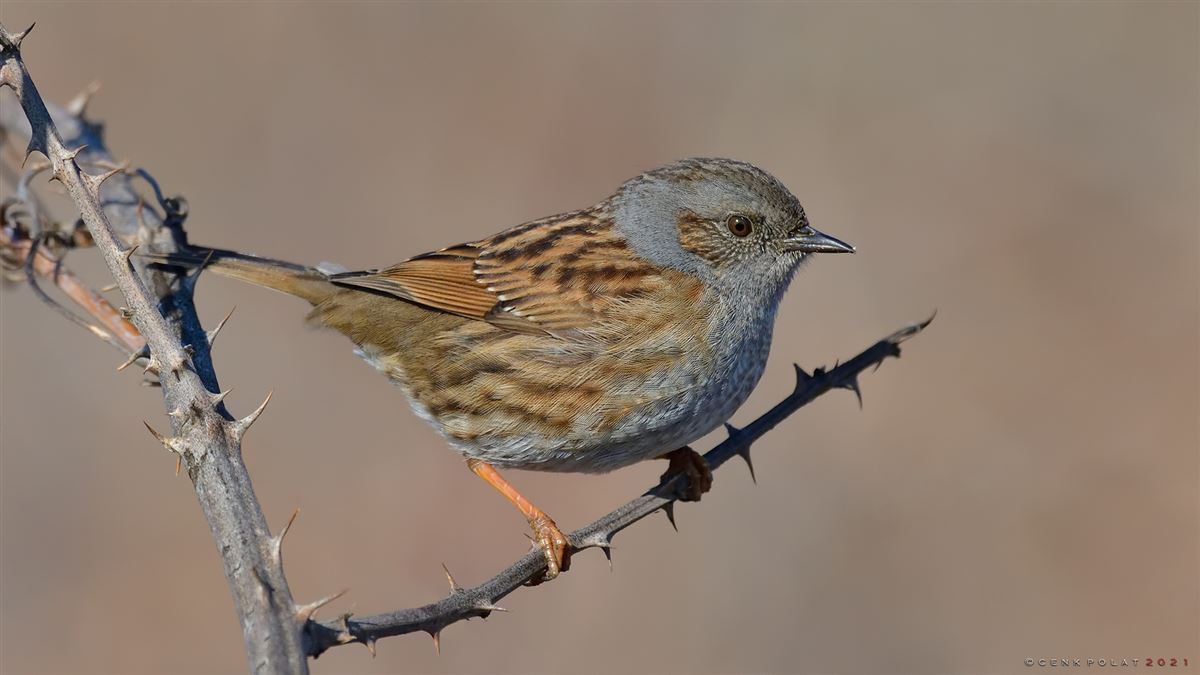 Dunnock