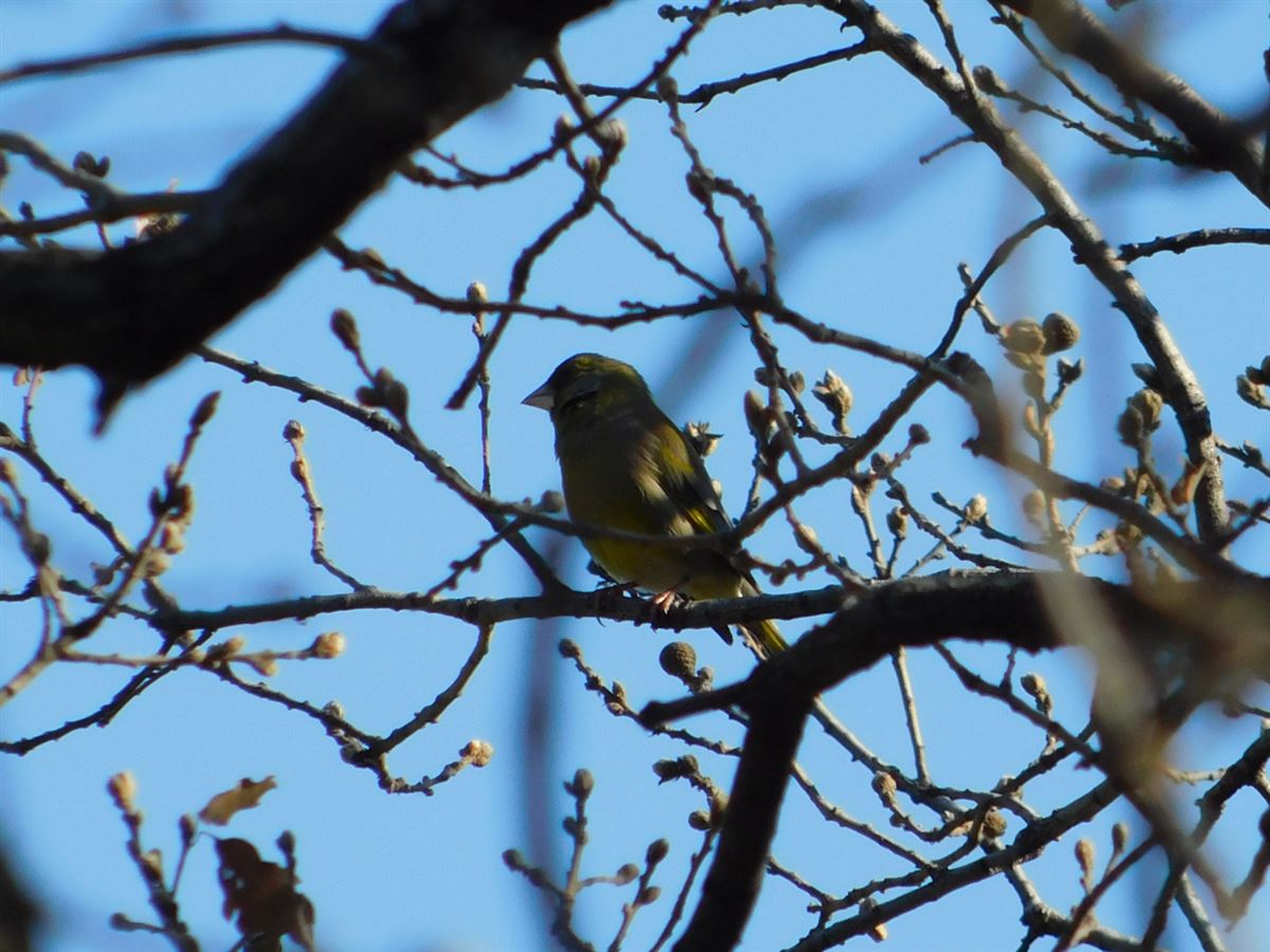 European Greenfinch