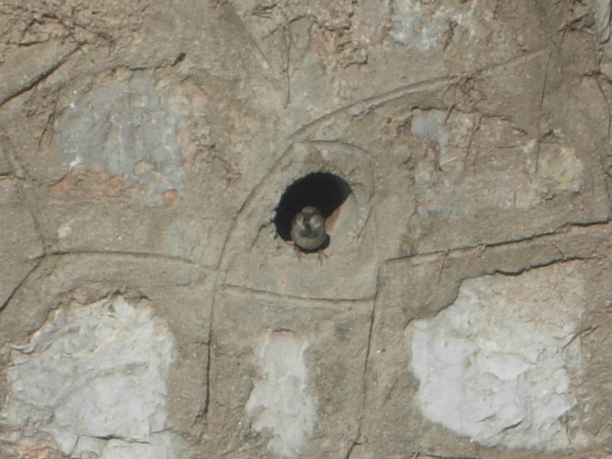 Ağaç Serçesi
