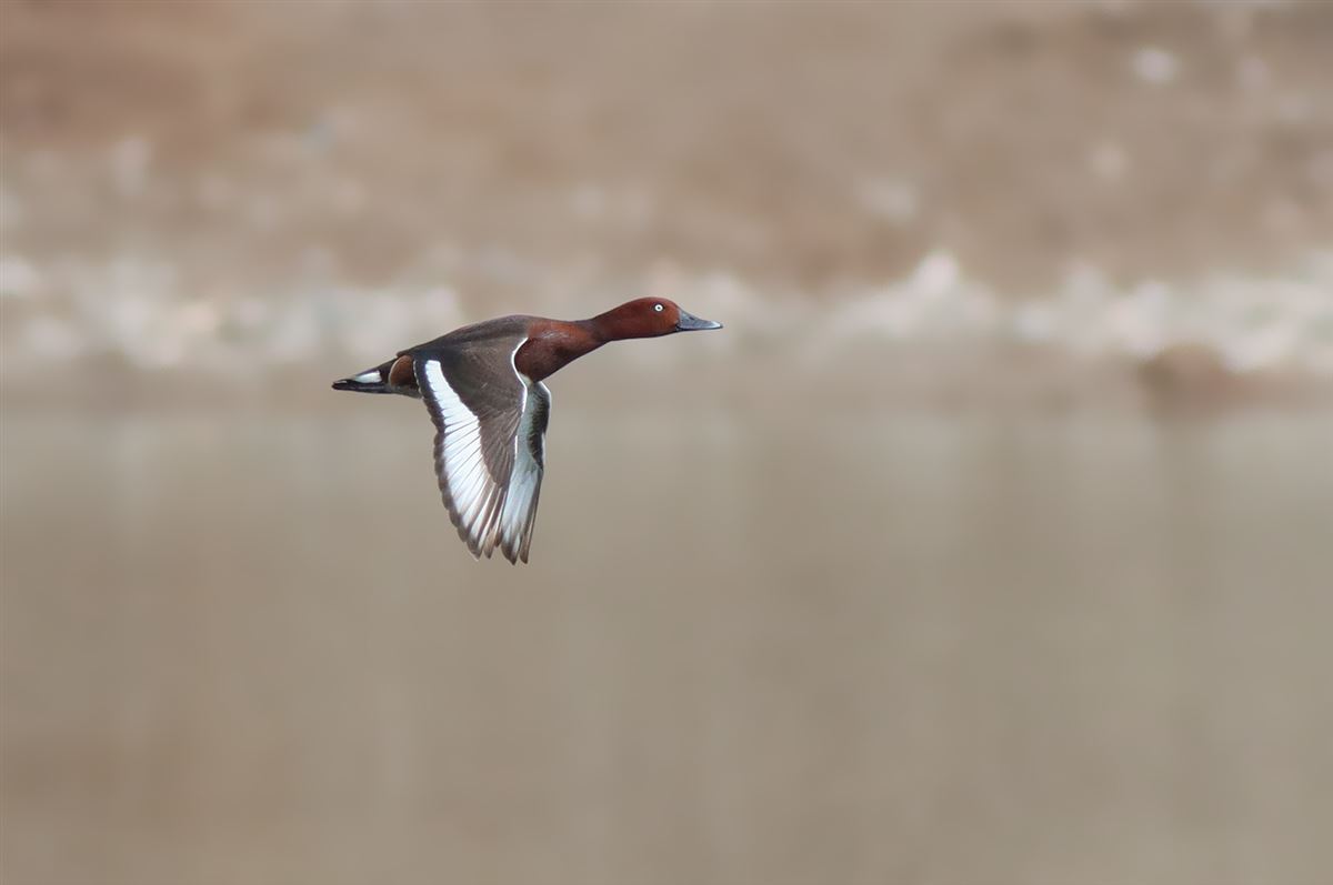 Ferruginous Duck