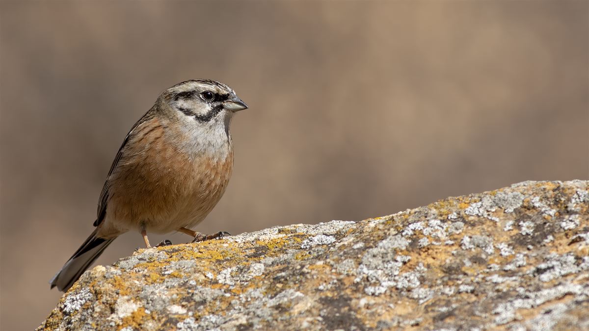Rock Bunting