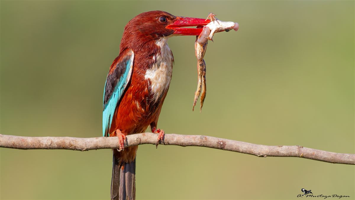 White-throated Kingfisher