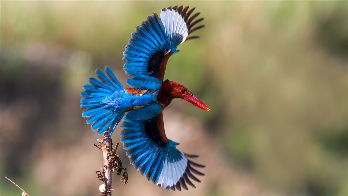 White-throated Kingfisher