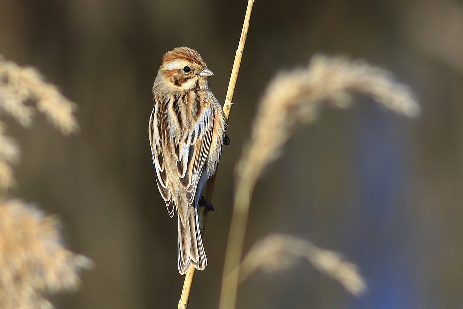 Common Reed Bunting