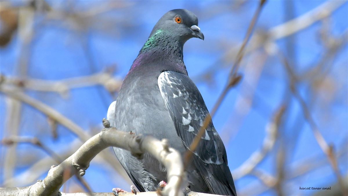 Rock Dove