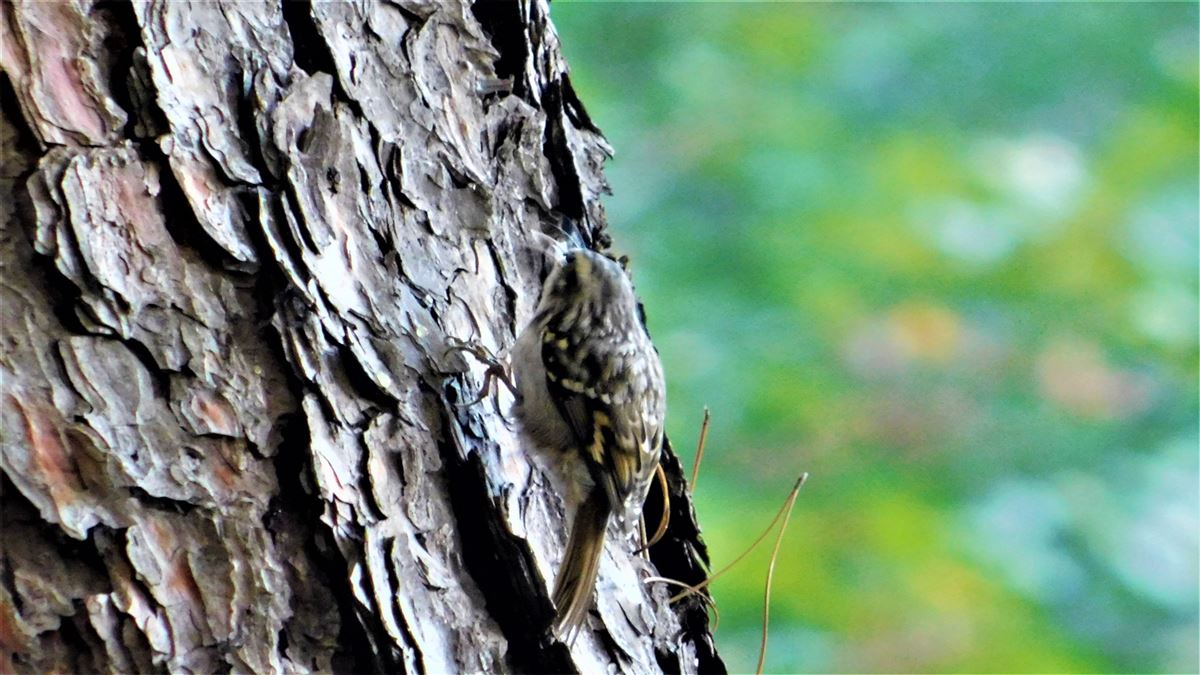 Short-toed Treecreeper
