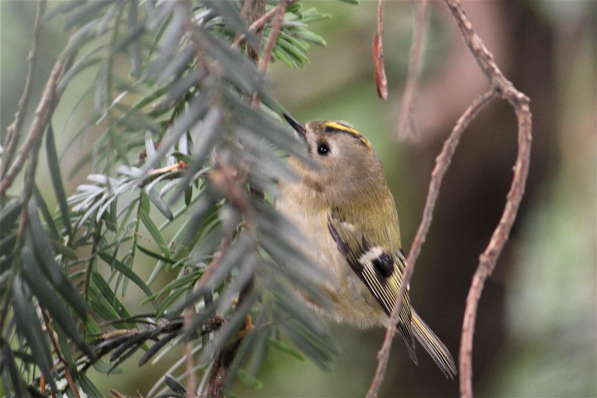 Goldcrest