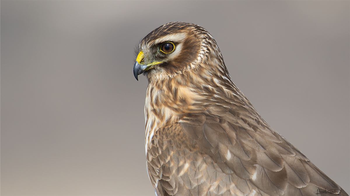 Hen Harrier