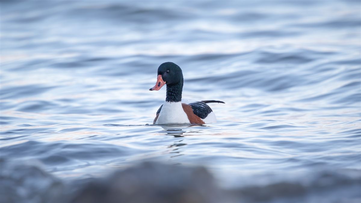 Common Shelduck
