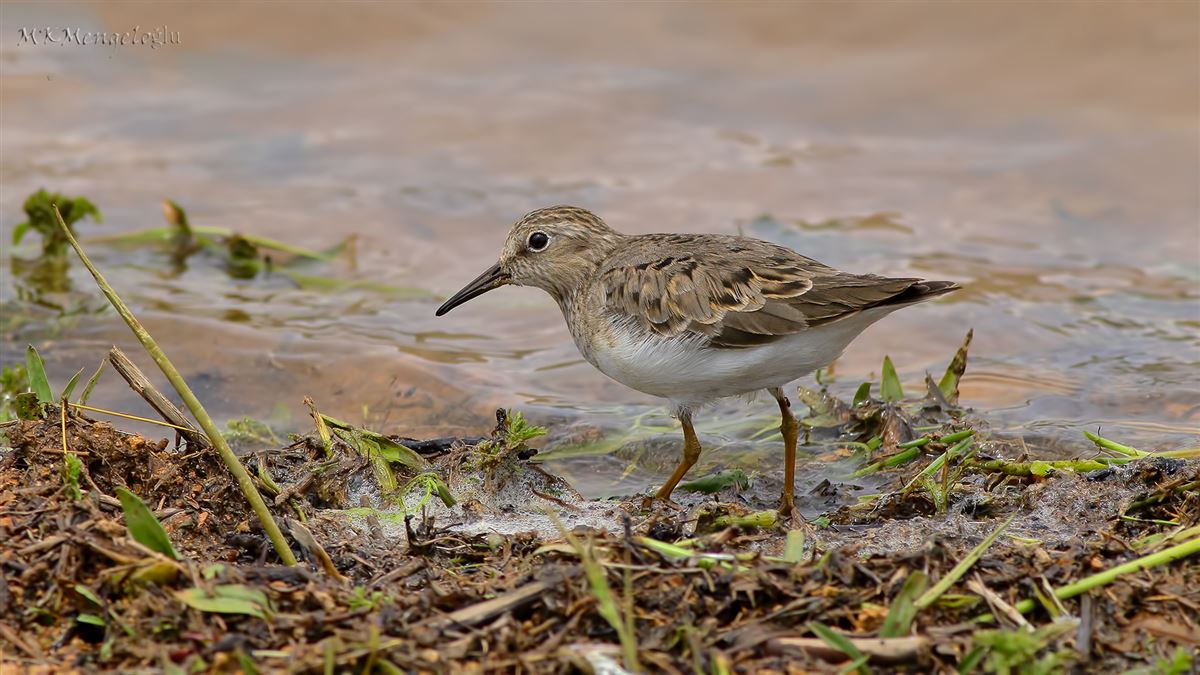 Temminck`s Stint