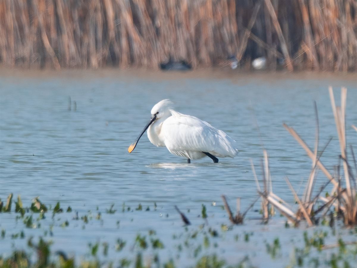 Eurasian Spoonbill