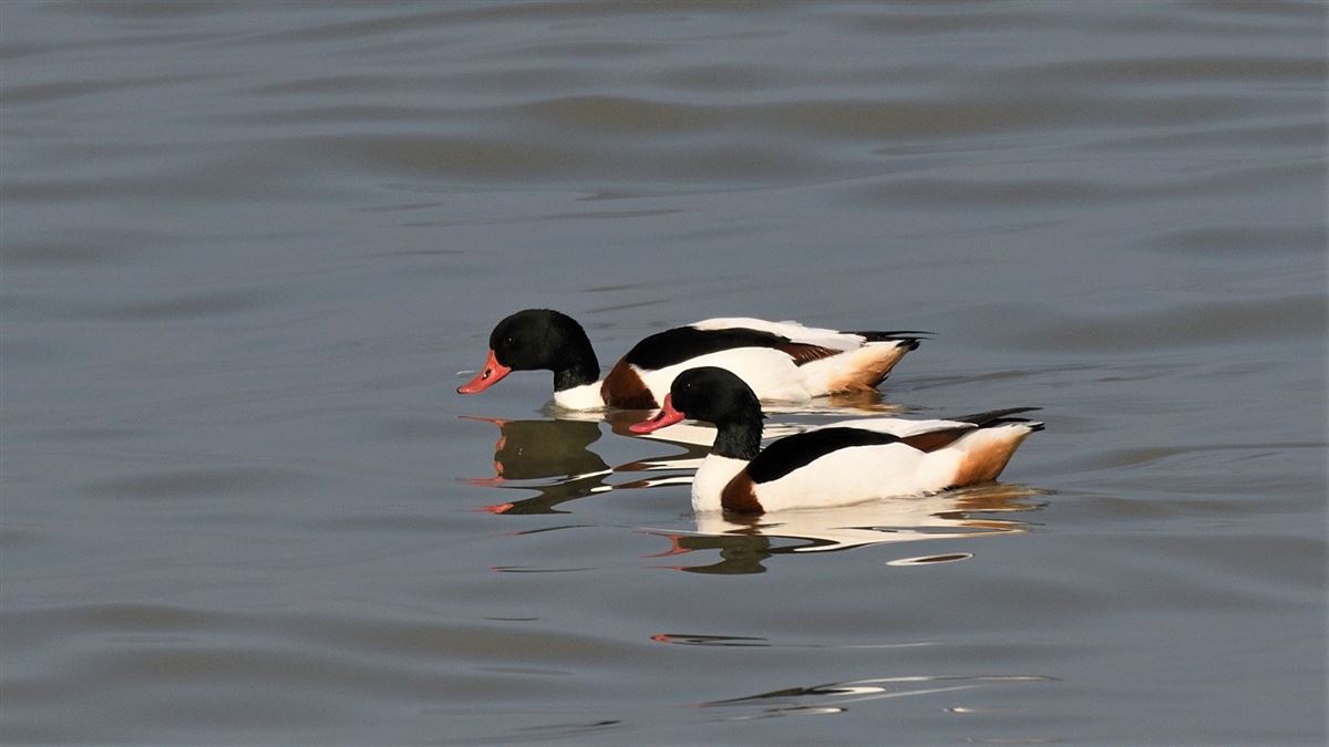 Common Shelduck